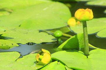 yellow flower of Nuphar lutea