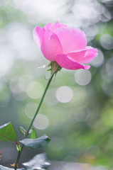 Light pink rose on background bokeh