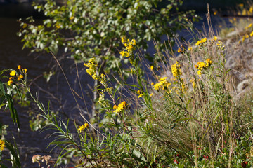 Yellow wild flowers on the shore