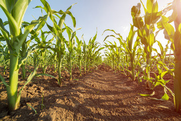 Green corn maize field in early stage