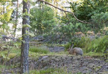 Brown wild rabbit in forest in summer