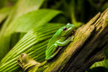 Green tree frog on broken branch