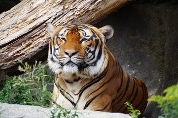 Fototapeta na wymiar Tiger - entspannt