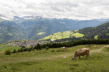 Naklejka premium Vaches dans les prés en montagne