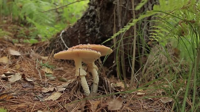 Amanita - poisonous mushroom in the forest.