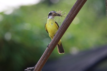 Guyane - Zoo - Août 2015