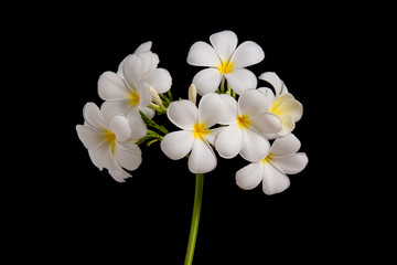 Naklejka premium Close up of white plumeria on black background