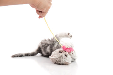 A gray  tabby kitten playing with a toy