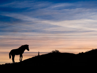 Exmoor pony sunset, Devon, United Kingdom.