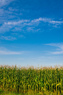 Beautiful sunset, skyline and corn field