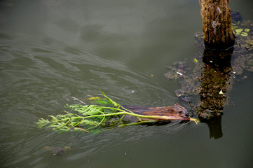 Брянская весна