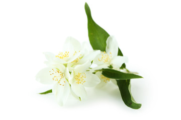 Fototapeta premium White flowers of jasmine isolated on white