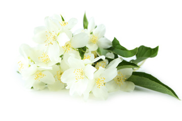 Naklejka na ściany i meble White flowers of jasmine isolated on white