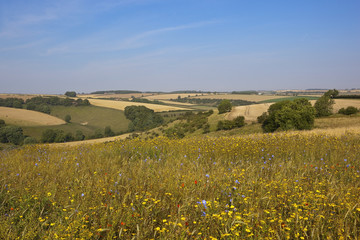 english countryside with wildflowers