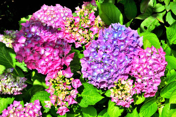 Fleurs d'hortensias mauves et roses