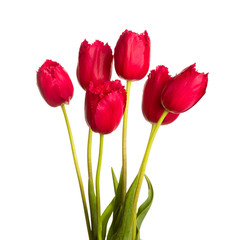 bouquet  red  scarlet tulip flower