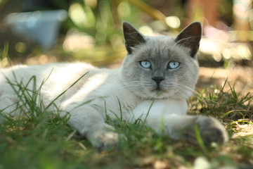 cat in the garden