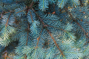 Naklejka na ściany i meble Spruce branch. The background and texture. Pine and spruce forest. . Nature. The needles on the branch. Fir.