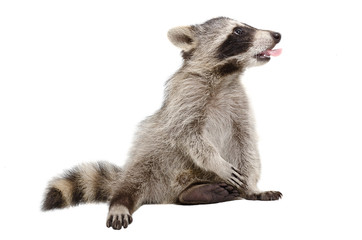 Raccoon, that shows tongue