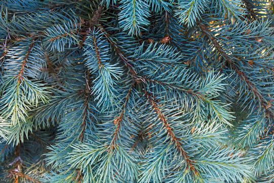 Spruce branch. The background and texture. Pine and spruce forest. . Nature. The needles on the branch. Fir.