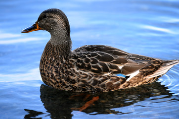 Duck at Minnewaska State Park Reserve Upstate NY during summer time