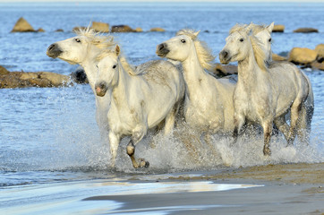 Fototapeta premium Running White horses through water