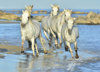 Running White horses through water