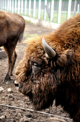 Bison