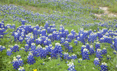 Naklejka premium Selective focus view of Texas Bluebonnets on a hillside