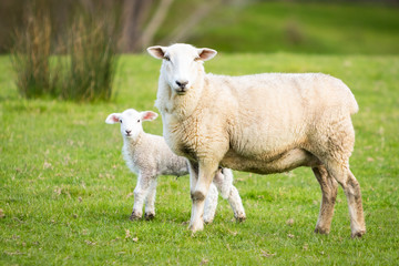Naklejka na ściany i meble Sheep With Lamb