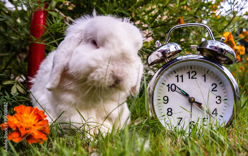 "Alice im Wunderland Hase " Stockfotos und lizenzfreie ...