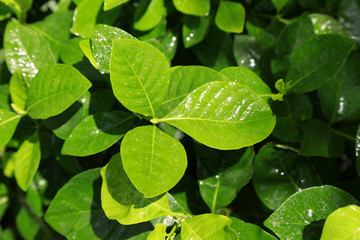 Fototapeta na wymiar Dew on Leaves