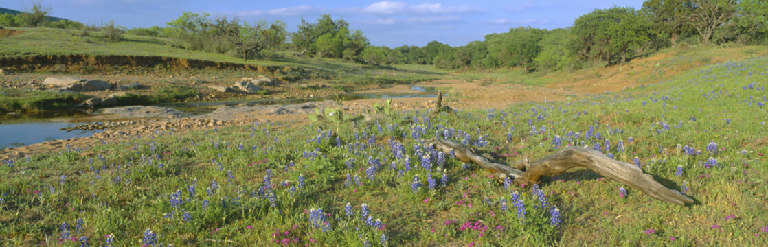 Blue bonnets in Hill Country, Willow City Loop Road, Texas