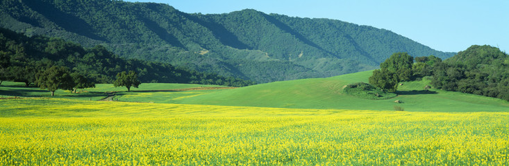 Obraz premium Sunrise, Mustard Fields, Upper Ojai, California
