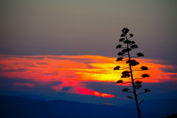 Fototapeta na wymiar plant under a dramatic sky at sunset