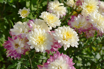 白とピンク色の菊の花