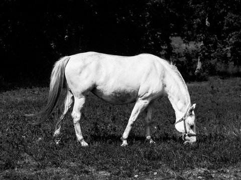 White Lipizzaner grazing