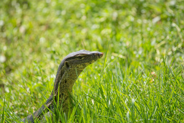 Closeup of monitor lizard