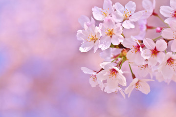 桜の開花イメージ  © kharazono