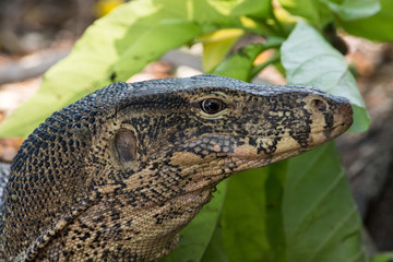 Closeup of monitor lizard