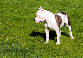 The American Staffordshire Terrier plays. The American Staffordshire Terriers are on the grass in the park.