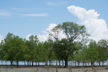 Tree at the Beach, Phang Nga National Park, Thailand