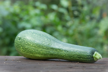 Zucchini, Courgette