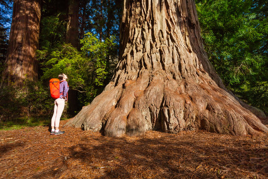 Woman Standing Near Big Tree In Redwood California