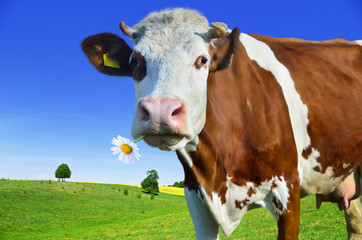 Young cows grazing on a green meadow