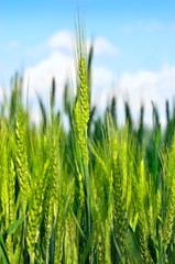 Young ears of grain against a blue sky