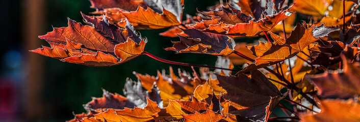 Autumn leaves closeup