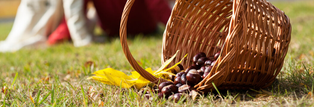 Chestnuts in the basket