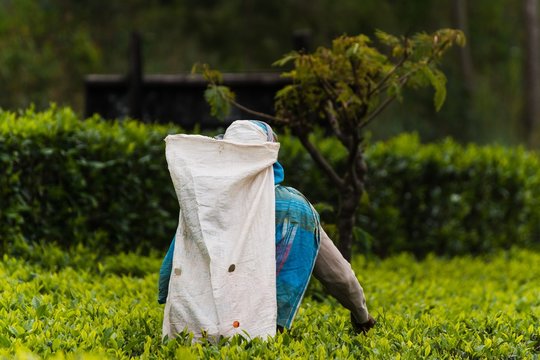 visiting the lipton tea plantation in haputale sri lanka