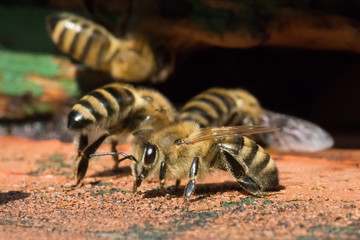 Bee Closeup